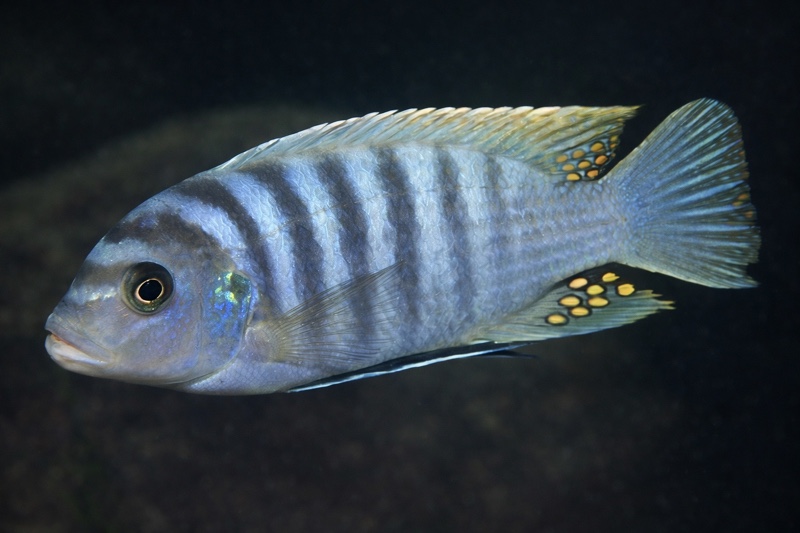 Maylandia zebra 'Makokola Reef'